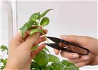 Mini scissors harvesting for vegetable garden