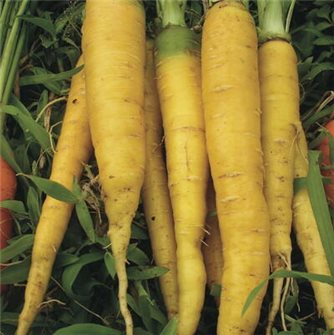 Graines de carotte jaune du Doubs