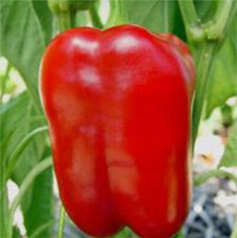 Ruby Giant Pepper Seeds